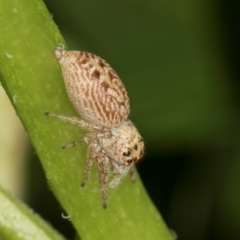 Opisthoncus grassator (Jumping spider) at Higgins, ACT - 11 Dec 2023 by AlisonMilton