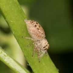 Opisthoncus grassator at Higgins, ACT - 11 Dec 2023