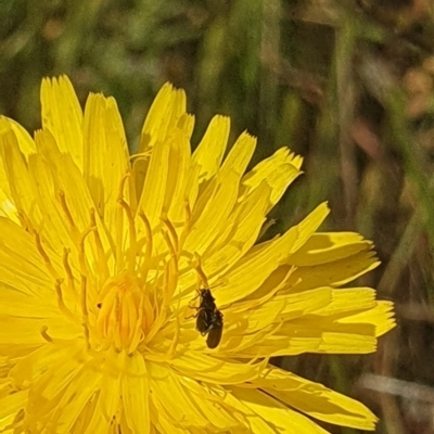 Dasytinae (subfamily) (Soft-winged flower beetle) at Crace Grassland (CR_2) - 2 Nov 2023 by MiaThurgate