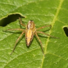 Oxyopes (genus) (Lynx spider) at Higgins, ACT - 11 Dec 2023 by AlisonMilton