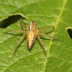 Oxyopes sp. (genus) (Lynx spider) at Higgins, ACT - 11 Dec 2023 by AlisonMilton