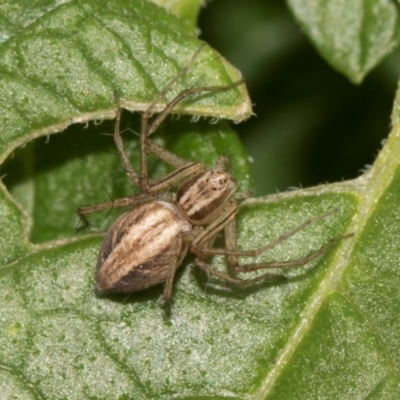 Oxyopes (genus) (Lynx spider) at Higgins, ACT - 11 Dec 2023 by AlisonMilton