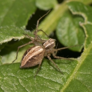 Oxyopes sp. (genus) at Higgins, ACT - 11 Dec 2023 11:26 AM