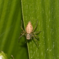 Oxyopes sp. (genus) at Higgins, ACT - 11 Dec 2023 11:26 AM