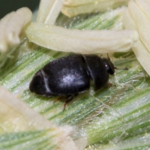 Aethina sp. (genus) at Higgins, ACT - 11 Dec 2023