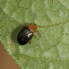 Nisotra sp. (genus) at Higgins, ACT - 12 Dec 2023