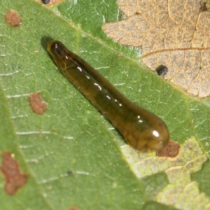 Caliroa cerasi at Higgins, ACT - 12 Dec 2023