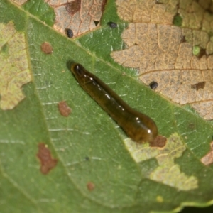 Caliroa cerasi at Higgins, ACT - 12 Dec 2023