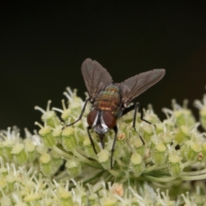 Lucilia sp. (genus) at Higgins, ACT - 11 Dec 2023