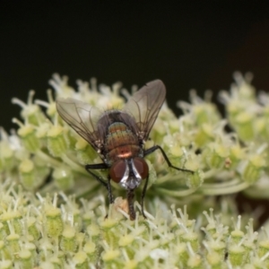 Lucilia sp. (genus) at Higgins, ACT - 11 Dec 2023