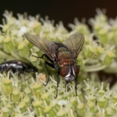 Lucilia sp. (genus) at Higgins, ACT - 11 Dec 2023