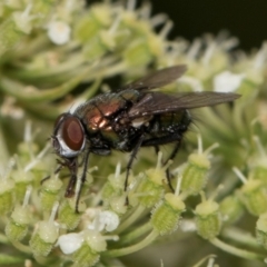 Lucilia sp. (genus) at Higgins, ACT - 11 Dec 2023