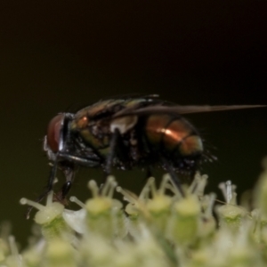 Lucilia sp. (genus) at Higgins, ACT - 11 Dec 2023