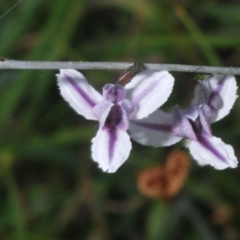 Arthropodium milleflorum (Vanilla Lily) at Tidbinbilla Nature Reserve - 12 Dec 2023 by Harrisi