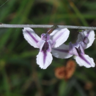 Arthropodium milleflorum (Vanilla Lily) at Paddys River, ACT - 12 Dec 2023 by Harrisi