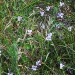 Arthropodium milleflorum at Tidbinbilla Nature Reserve - 12 Dec 2023 02:38 PM