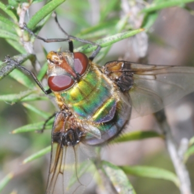 Rutilia (Chrysorutilia) sp. (genus & subgenus) (A Bristle Fly) at Cotter River, ACT - 12 Dec 2023 by Harrisi