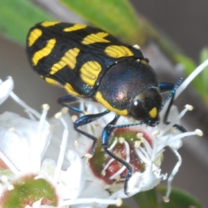 Castiarina octospilota at Paddys River, ACT - 12 Dec 2023