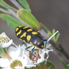 Castiarina octospilota at Paddys River, ACT - 12 Dec 2023