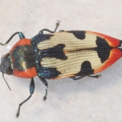 Castiarina mustelamajor (A jewel beetle) at Black Mountain - 13 Dec 2023 by Harrisi