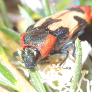 Castiarina mustelamajor at Black Mountain - 13 Dec 2023