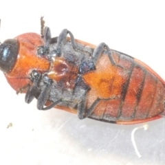 Castiarina mustelamajor at Black Mountain - 13 Dec 2023