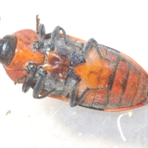 Castiarina mustelamajor at Black Mountain - 13 Dec 2023