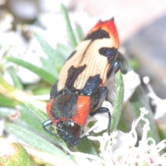 Castiarina mustelamajor at Black Mountain - 13 Dec 2023 10:30 PM