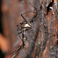 Toxorhynchites speciosis at Brisbane City Botanic Gardens - 13 Dec 2023 by TimL