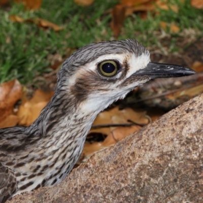 Burhinus grallarius (Bush Stone-curlew) at Brisbane City Botanic Gardens - 13 Dec 2023 by TimL