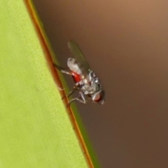 Unidentified True fly (Diptera) at Braemar, NSW - 11 Dec 2023 by Curiosity