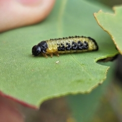 Paropsis atomaria (Eucalyptus leaf beetle) at Wanniassa, ACT - 13 Dec 2023 by AaronClausen