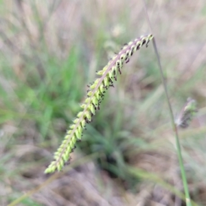 Paspalum dilatatum at Flea Bog Flat, Bruce - 14 Dec 2023