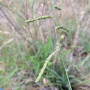 Paspalum dilatatum at Flea Bog Flat, Bruce - 14 Dec 2023