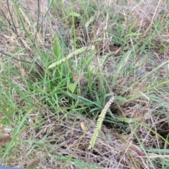 Paspalum dilatatum at Flea Bog Flat, Bruce - 14 Dec 2023