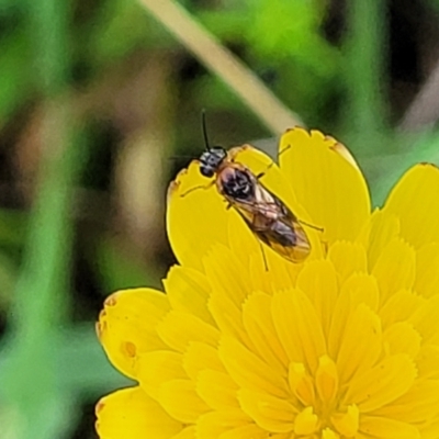 Unidentified True fly (Diptera) at Flea Bog Flat, Bruce - 13 Dec 2023 by trevorpreston