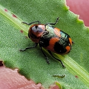 Aporocera (Aporocera) parenthetica at Bruce Ridge to Gossan Hill - 14 Dec 2023