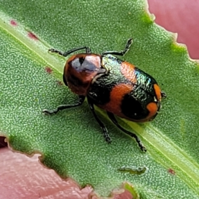 Aporocera (Aporocera) parenthetica (Leaf beetle) at Bruce Ridge to Gossan Hill - 13 Dec 2023 by trevorpreston
