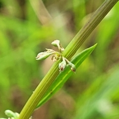 Rumex brownii (Slender Dock) at Flea Bog Flat, Bruce - 13 Dec 2023 by trevorpreston