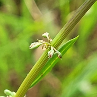 Rumex brownii (Slender Dock) at Bruce Ridge to Gossan Hill - 13 Dec 2023 by trevorpreston