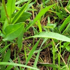 Rumex brownii at Bruce Ridge to Gossan Hill - 14 Dec 2023 08:01 AM