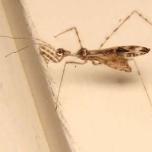 Stenolemus sp. (genus) at Ainslie, ACT - 12 Dec 2023