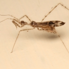 Stenolemus sp. (genus) at Ainslie, ACT - 12 Dec 2023