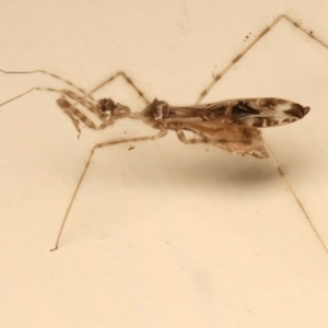 Stenolemus sp. (genus) at Ainslie, ACT - 12 Dec 2023 10:35 PM