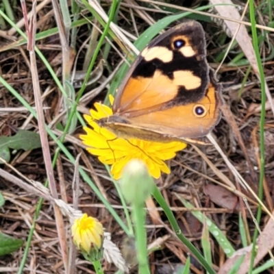 Heteronympha merope (Common Brown Butterfly) at Bruce Ridge to Gossan Hill - 13 Dec 2023 by trevorpreston