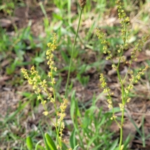 Rumex acetosella at Flea Bog Flat, Bruce - 14 Dec 2023