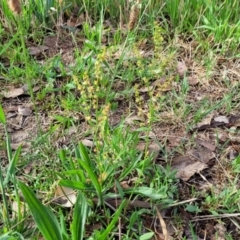 Rumex acetosella at Flea Bog Flat, Bruce - 14 Dec 2023 07:59 AM