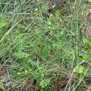 Geranium sp. Pleated sepals (D.E.Albrecht 4707) Vic. Herbarium at Bruce Ridge to Gossan Hill - 14 Dec 2023