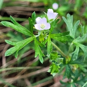 Geranium sp. Pleated sepals (D.E.Albrecht 4707) Vic. Herbarium at Bruce Ridge to Gossan Hill - 14 Dec 2023