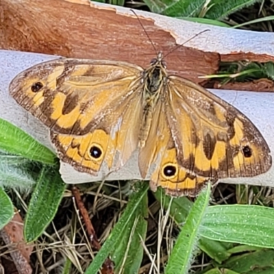 Heteronympha merope (Common Brown Butterfly) at Flea Bog Flat, Bruce - 13 Dec 2023 by trevorpreston